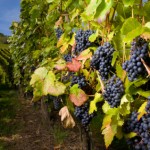 iStock_000002200852 vineyard grapes iStock_000002200852 vineyard grapes