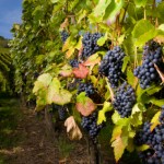 iStock_000002200852 vineyard grapes