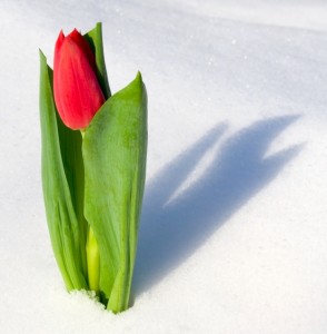 flower in snow - 6-16-14