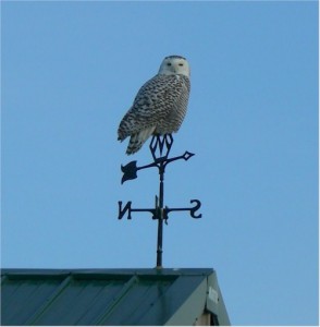 owl - weather vane - 10-29-14