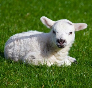 sheep green grass- 4-9-15